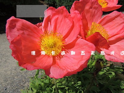 信用卡逾期五天后才还上最低还款 信用卡逾期五天后才还上最低还款