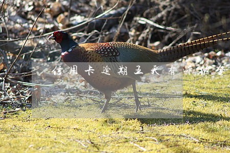 信用卡逾期五天有滞纳金吗 信用卡逾期五天有滞纳金吗