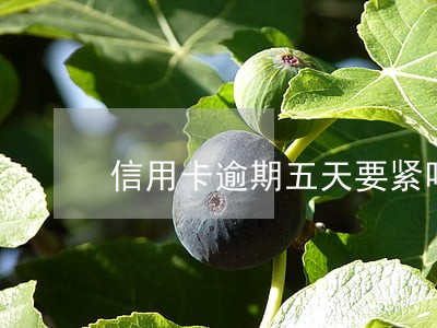 信用卡逾期五天要紧吗