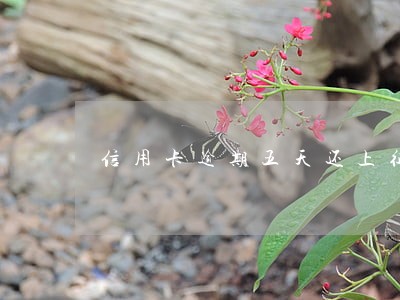 信用卡逾期五天还上征信吗 信用卡逾期五天还上征信吗
