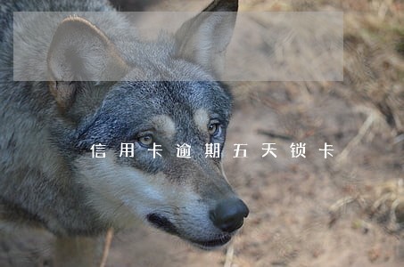 信用卡逾期五天锁卡