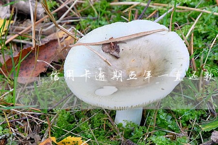 信用卡逾期五年一直还款超额 信用卡逾期五年一直还款超额