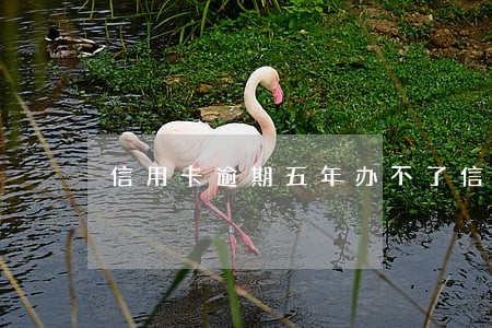 信用卡逾期五年办不了信用卡 信用卡逾期五年办不了信用卡
