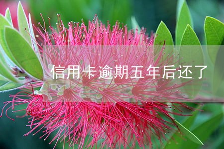 信用卡逾期五年后还了 信用卡逾期五年后还了