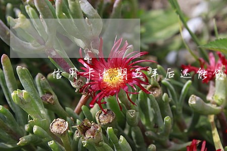 信用卡逾期五年后还能贷款吗 信用卡逾期五年后还能贷款吗