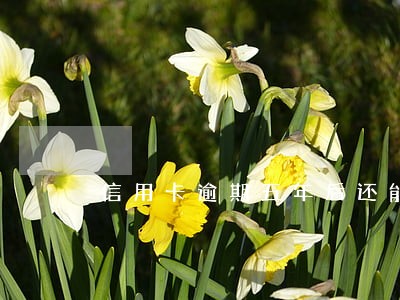 信用卡逾期五年后还能还款吗 信用卡逾期五年后还能还款吗