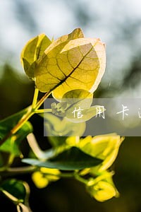 信用卡逾期五年怎么查询欠款总额 信用卡逾期五年怎么查询欠款总额