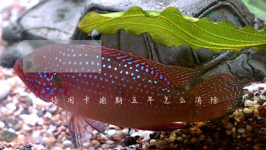 信用卡逾期五年怎么消除