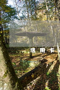 信用卡逾期五年怎么还款 信用卡逾期五年怎么还款