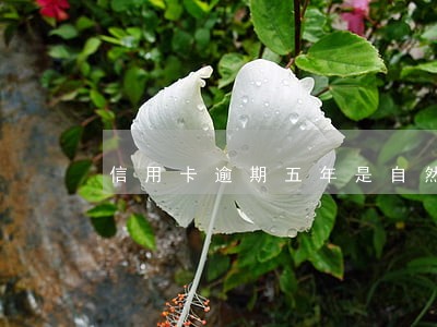 信用卡逾期五年是自然月还是 信用卡逾期五年是自然月还是