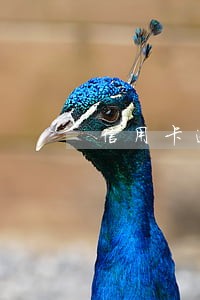 信用卡逾期五年消除怎么算时间 信用卡逾期五年消除怎么算时间