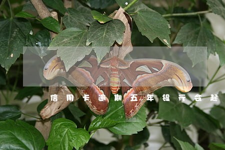信用卡逾期五年银行会起诉 信用卡逾期五年银行会起诉