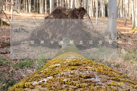 信用卡逾期五日会影响征信吗 信用卡逾期五日会影响征信吗