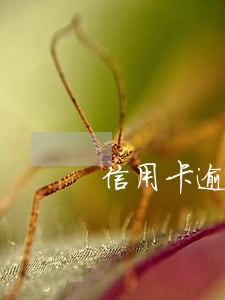 信用卡逾期五日内上门走访