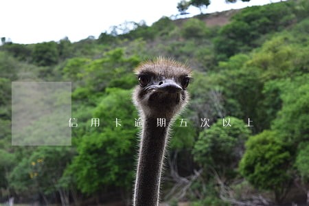 信用卡逾期五次以上