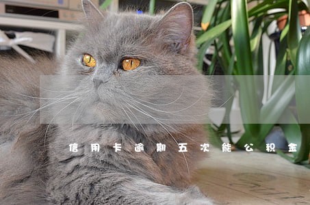 信用卡逾期五次能公积金贷款吗