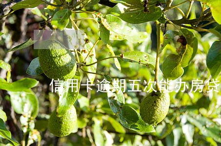 信用卡逾期五次能办房贷吗 信用卡逾期五次能办房贷吗