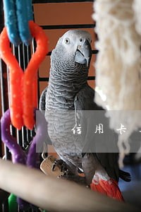 信用卡逾期五百多会上门吗 信用卡逾期五百多会上门吗