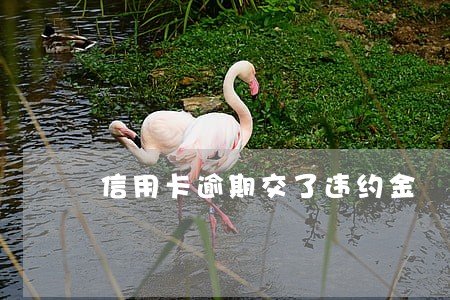 信用卡逾期交了违约金 信用卡逾期交了违约金