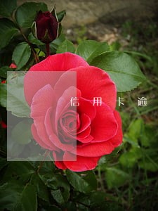 信用卡逾期交五险 信用卡逾期交五险