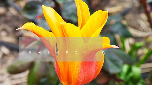 信用卡逾期交什么钱 信用卡逾期交什么钱