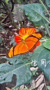 信用卡逾期交滞纳金怎么处理 信用卡逾期交滞纳金怎么处理