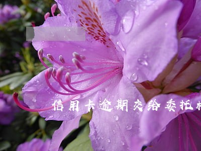 信用卡逾期交给委托机构 信用卡逾期交给委托机构