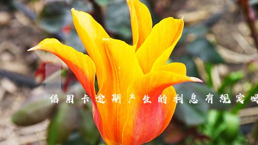 信用卡逾期产生的利息有规定吗 信用卡逾期产生的利息有规定吗
