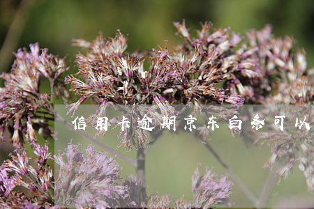 信用卡逾期京东白条可以开吗 信用卡逾期京东白条可以开吗