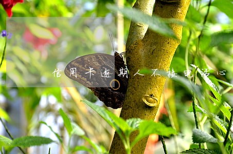 信用卡逾期人不接电话心里 信用卡逾期人不接电话心里