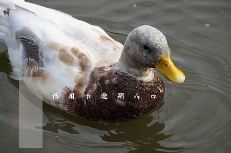 信用卡逾期人口