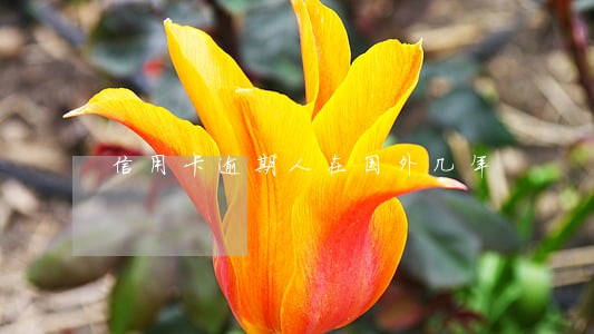 信用卡逾期人在国外几年 信用卡逾期人在国外几年