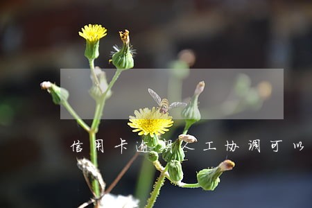 信用卡逾期人工协调可以吗 信用卡逾期人工协调可以吗