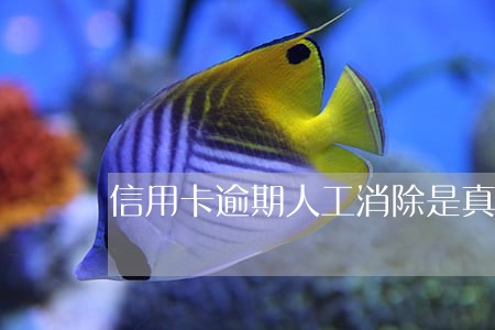 信用卡逾期人工消除是真的吗 信用卡逾期人工消除是真的吗