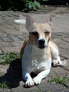 信用卡逾期人数直线升高 信用卡逾期人数直线升高