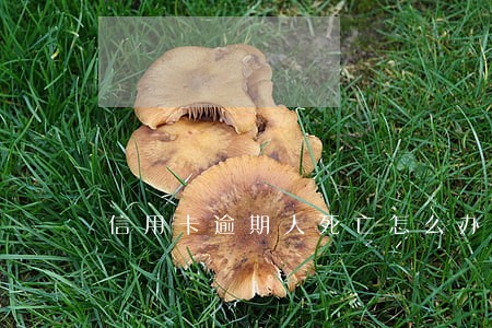 信用卡逾期人死亡怎么办 信用卡逾期人死亡怎么办