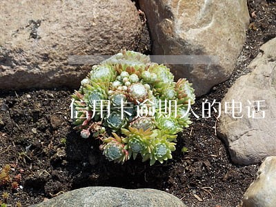 信用卡逾期人的电话 信用卡逾期人的电话