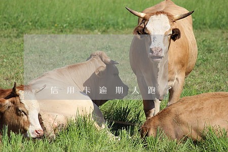 信用卡逾期人跑了