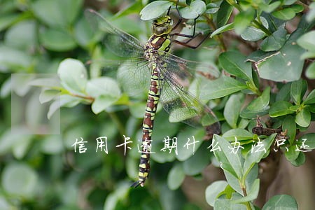信用卡逾期什么办法只还本金 信用卡逾期什么办法只还本金