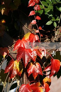信用卡逾期什么属于暴力催收 信用卡逾期什么属于暴力催收