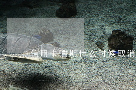 信用卡逾期什么时候取消 信用卡逾期什么时候取消