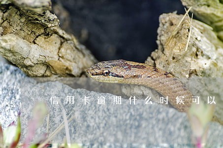 信用卡逾期什么时候可以更新 信用卡逾期什么时候可以更新