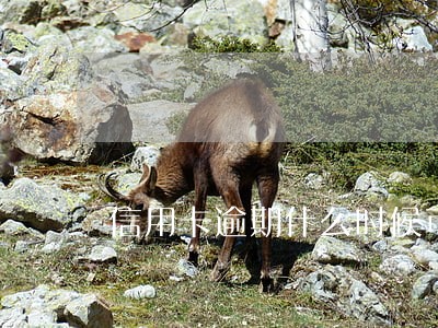 信用卡逾期什么时候可以用 信用卡逾期什么时候可以用