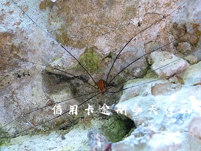 信用卡逾期今天什么时候立案 信用卡逾期今天什么时候立案