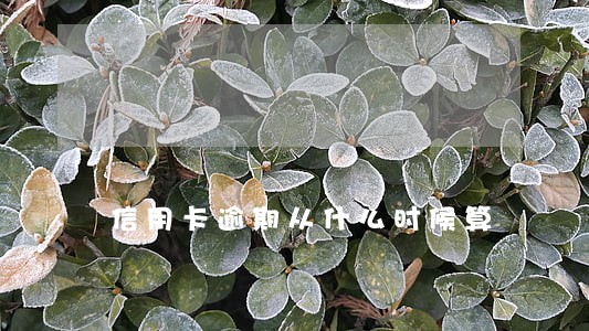 信用卡逾期从什么时候算