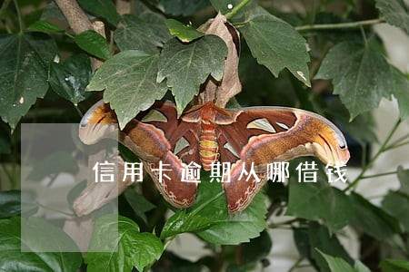 信用卡逾期从哪借钱 信用卡逾期从哪借钱
