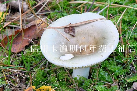 信用卡逾期付年费上征信吗 信用卡逾期付年费上征信吗