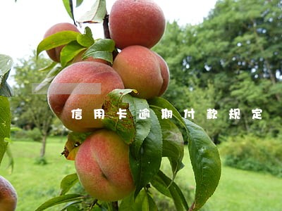 信用卡逾期付款规定 信用卡逾期付款规定