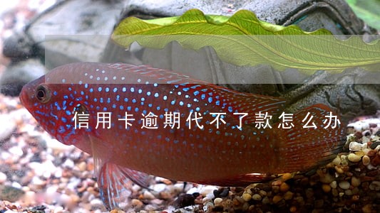 信用卡逾期代不了款怎么办