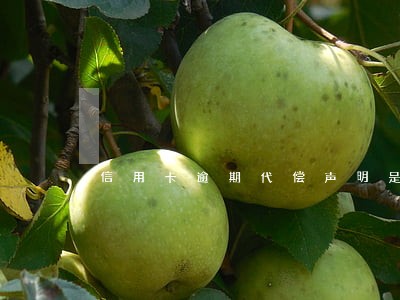 信用卡逾期代偿声明是什么意思 信用卡逾期代偿声明是什么意思